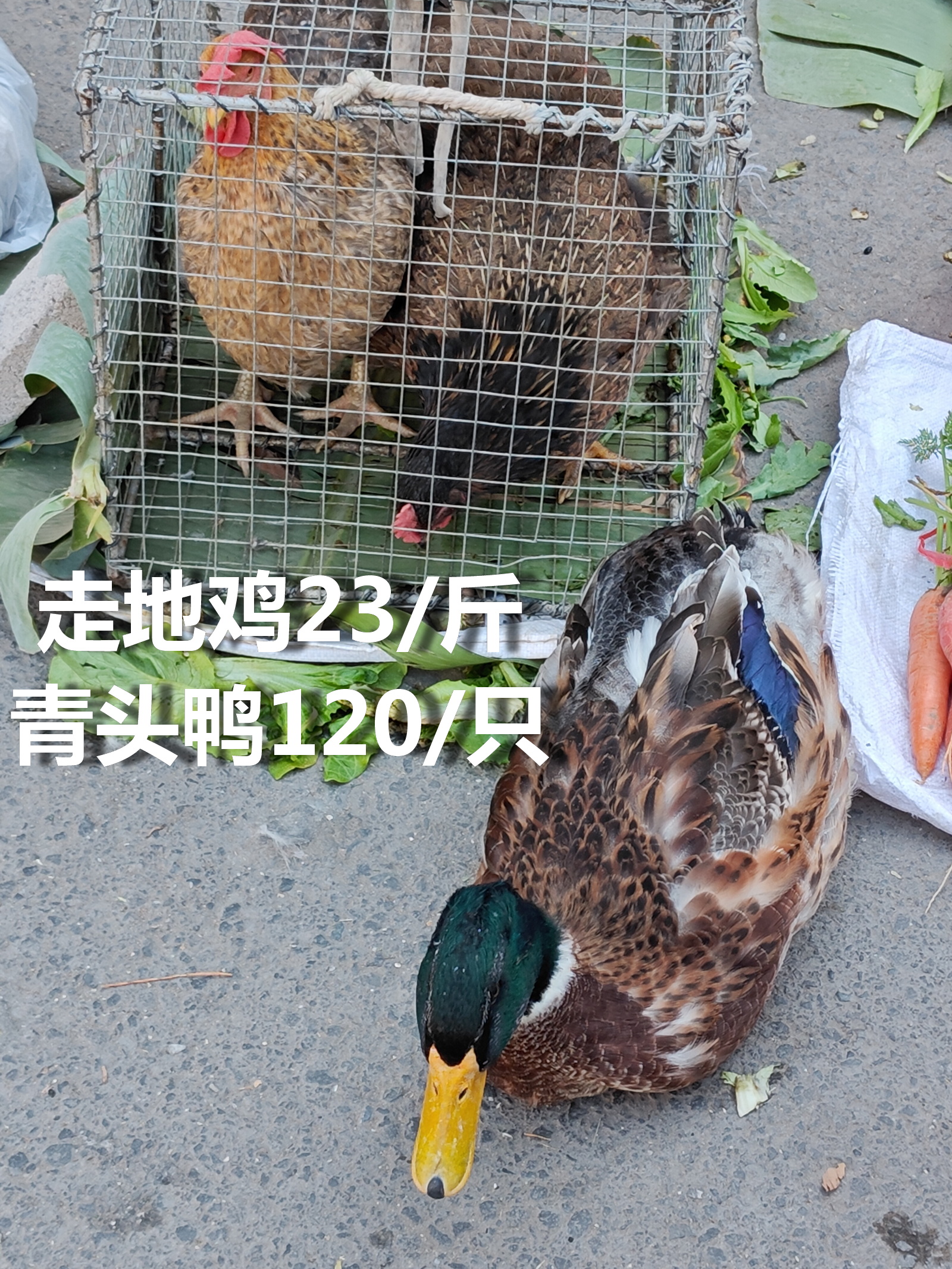 【卖年鸡早了点】昨天腊月十三周末，广州莲花山码头，本地阿姨们，开始试探性销售年鸡
