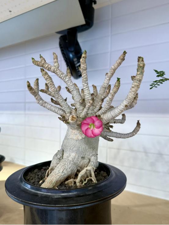 这10种花，天冷必须“虐待”养