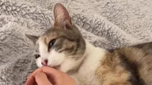 女子让一只流浪猫进屋避雨，第二天发现房间里又多了一只猫