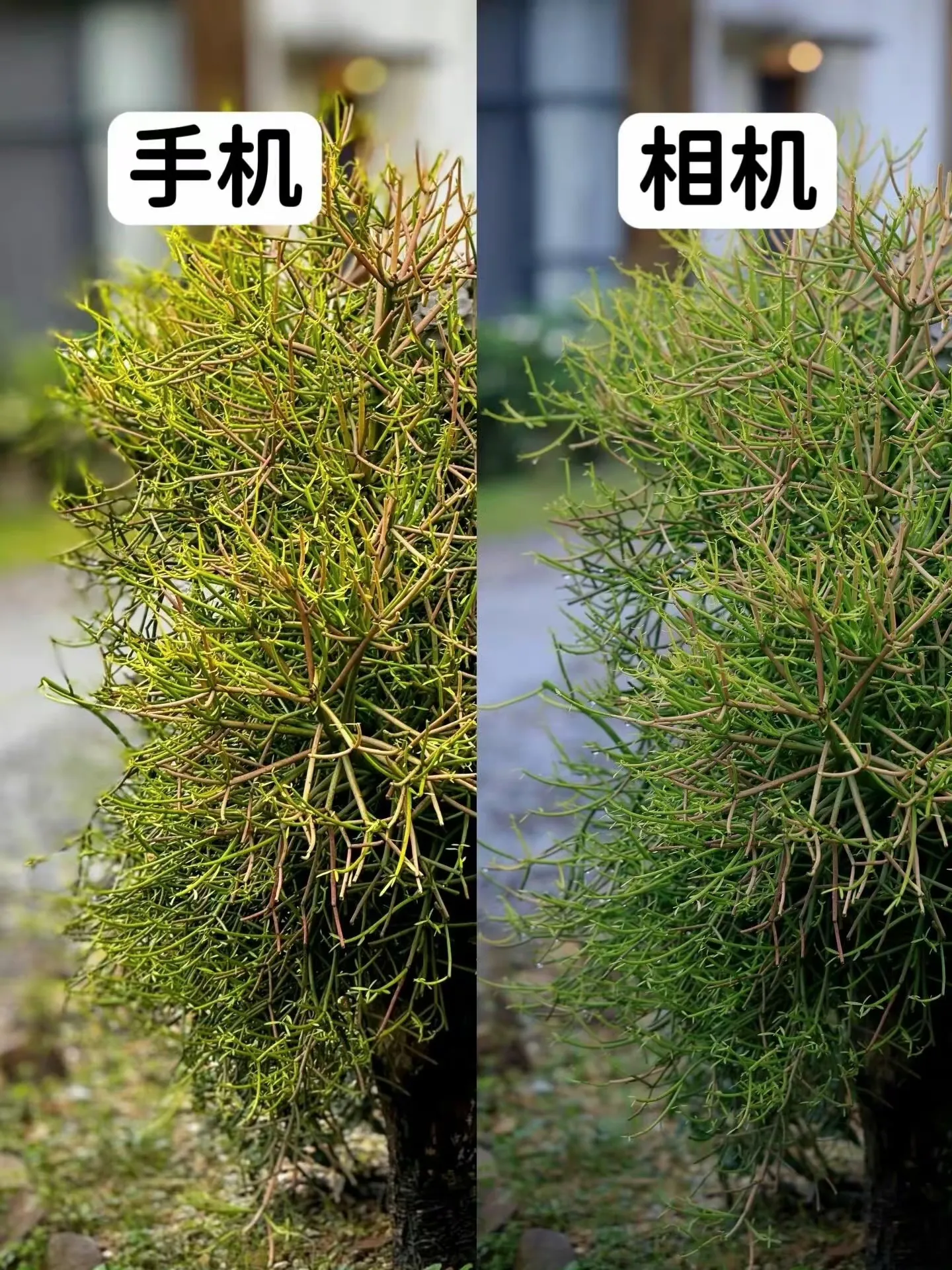 手机 vs 相机
这区别看出来了吗？[灵光一闪]
