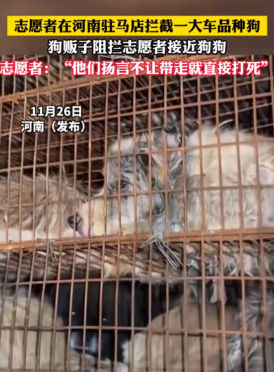 太猖狂了！11月26日志愿者一路跟随，拦截了一大车装着品种狗的车子，然而，狗贩子