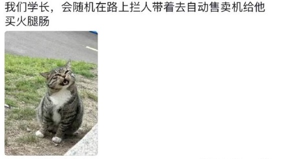 虽然是流浪猫，但也没让自己饿着[拍手]，喜欢随机拦截路人，让人家去自动贩卖机买火