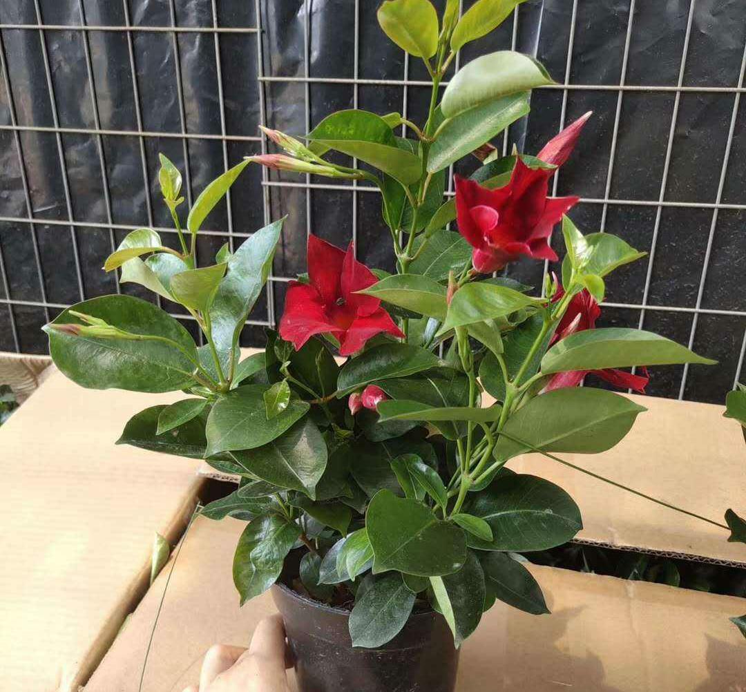 



飘香藤的花量是非常多的，一棵植株可以开出上百朵花，而且花朵还能散发出一股