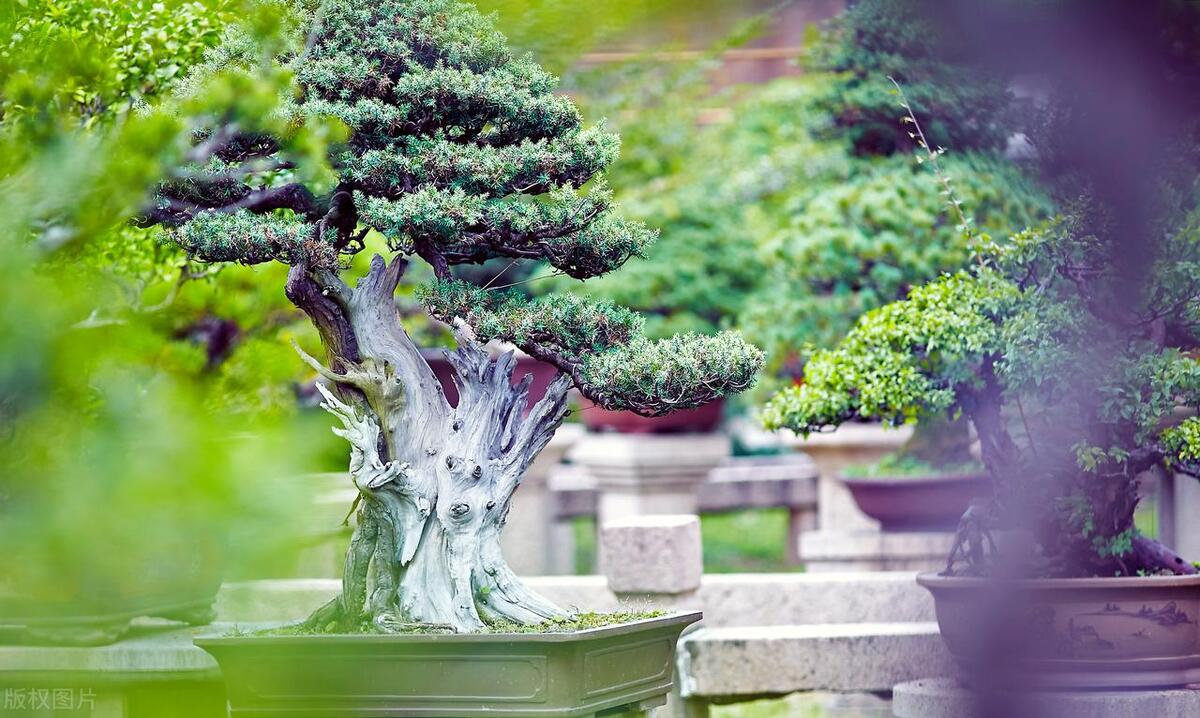 优秀的盆景，会使你眼界大开，心旷神怡