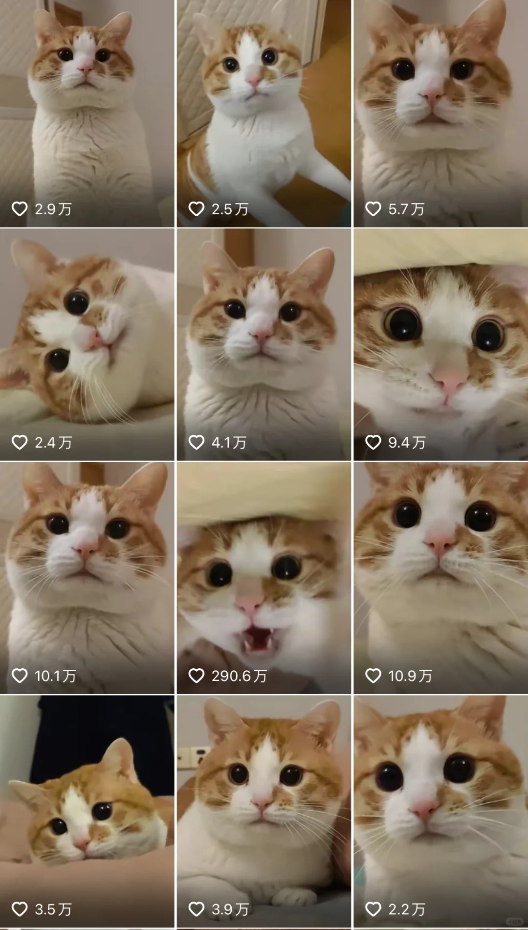 眼仔还好吗。。
最喜欢的互联网小猫
之前还和朋友讨论过为什么眼仔的眼珠子这么黑
