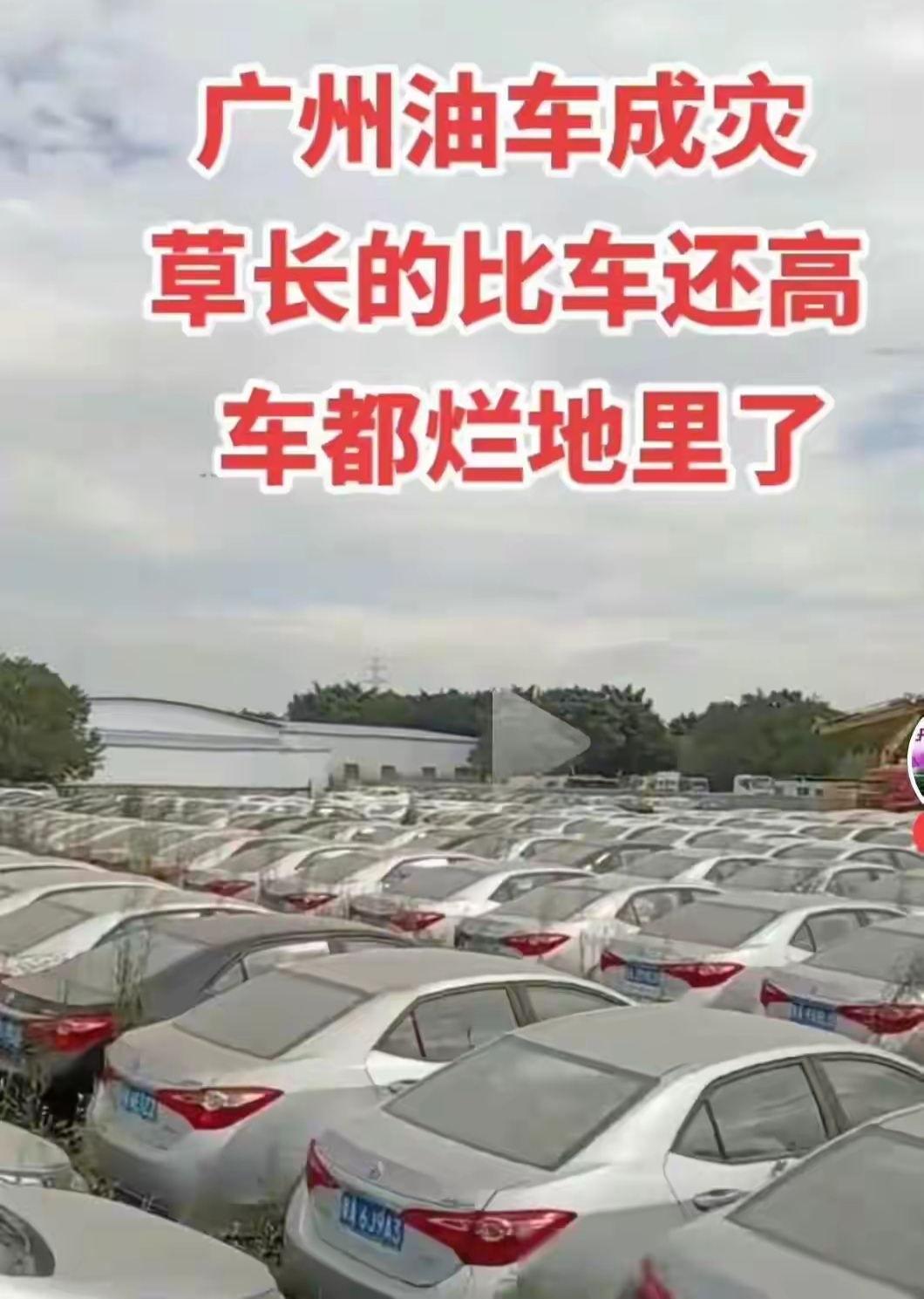 草比车高，宁愿烂在场地，也不便宜卖给消费者。
相信不少人看到过一片又一片的巨大空