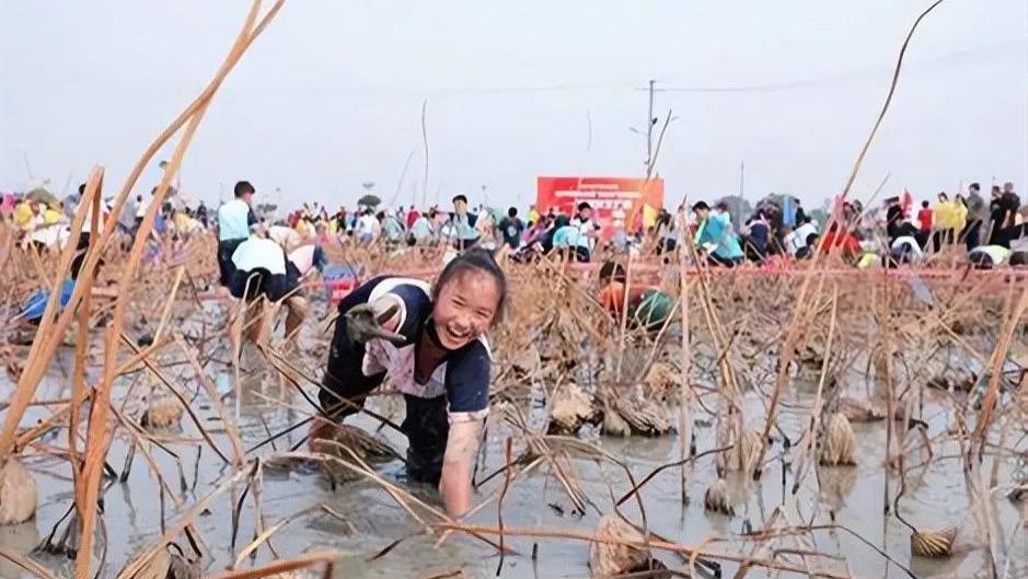 在40厘米宽排水沟挖出半桶河鲜！网友急了：快告诉我地点，我也去试试