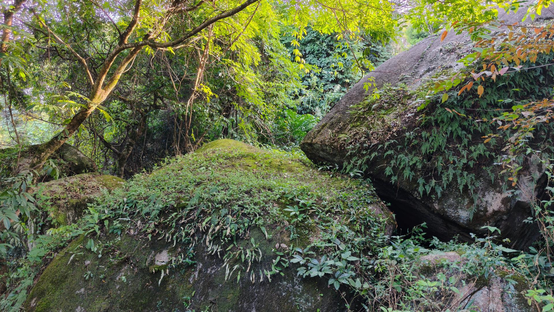 再游大埔洲瑞杨梅岗