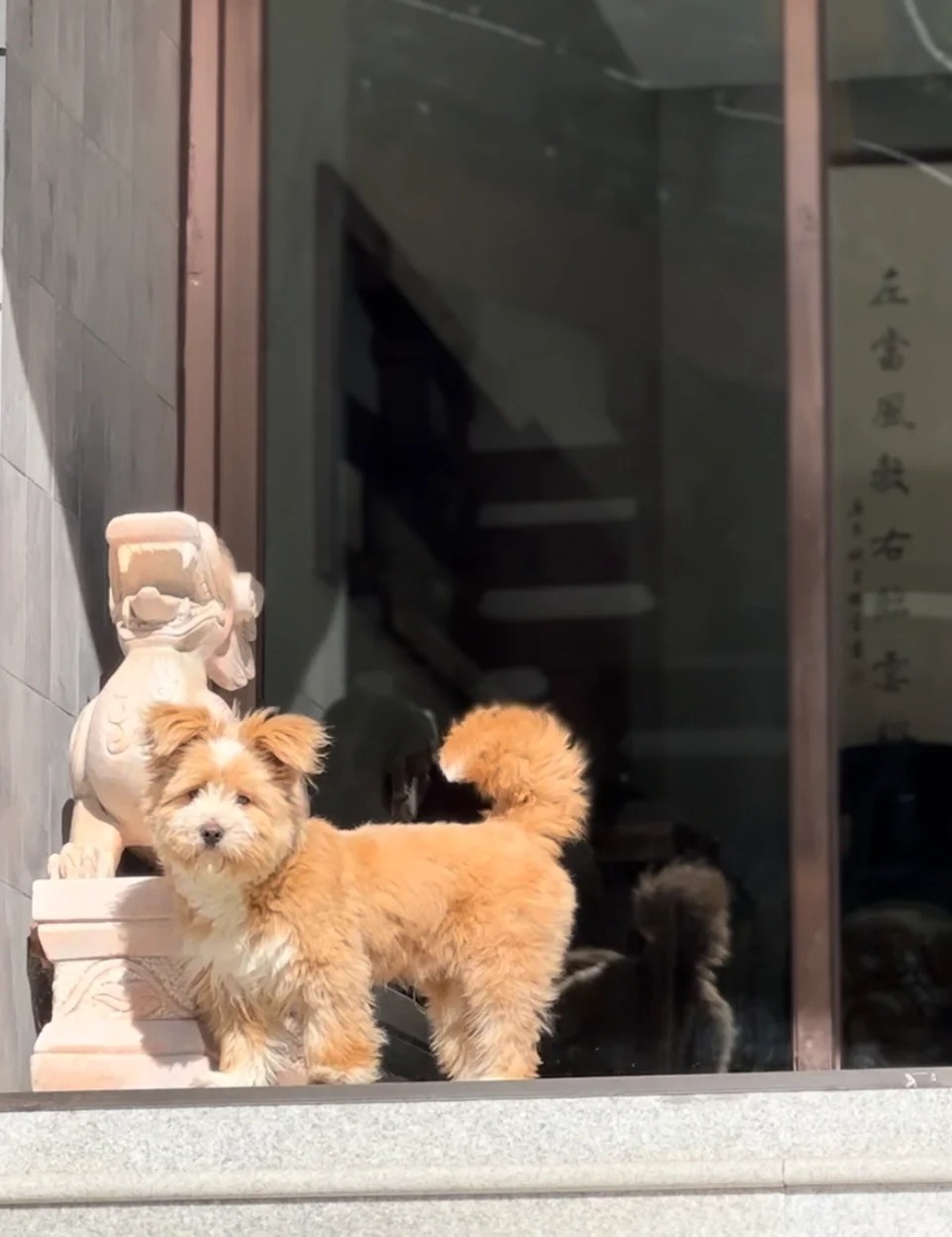 小师傅大壮
也许“冥冥之中自有佛缘”
小狗破破烂烂，师父缝缝补补
大壮出生时“脐