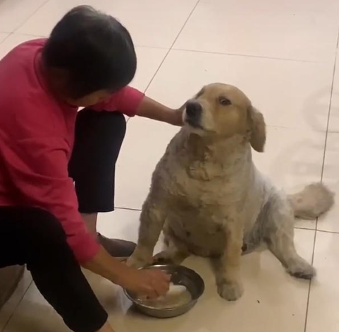 奶奶养狗秘籍？狗狗变身小胖墩，原来是这么喂的！