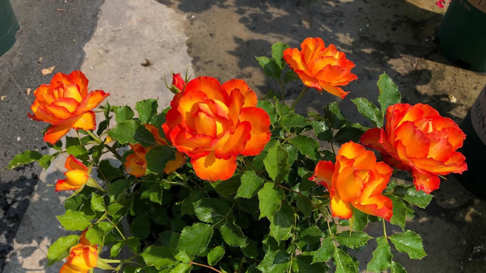 一种被名字“耽误”的月季，明明很优秀，因名字奇怪，养的人不多