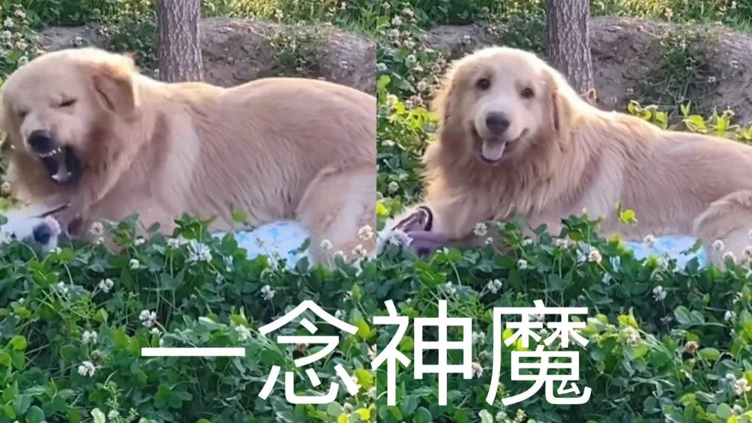 金毛：这个世界哪有坏人？这世界上全是坏狗！这也太双标了吧！