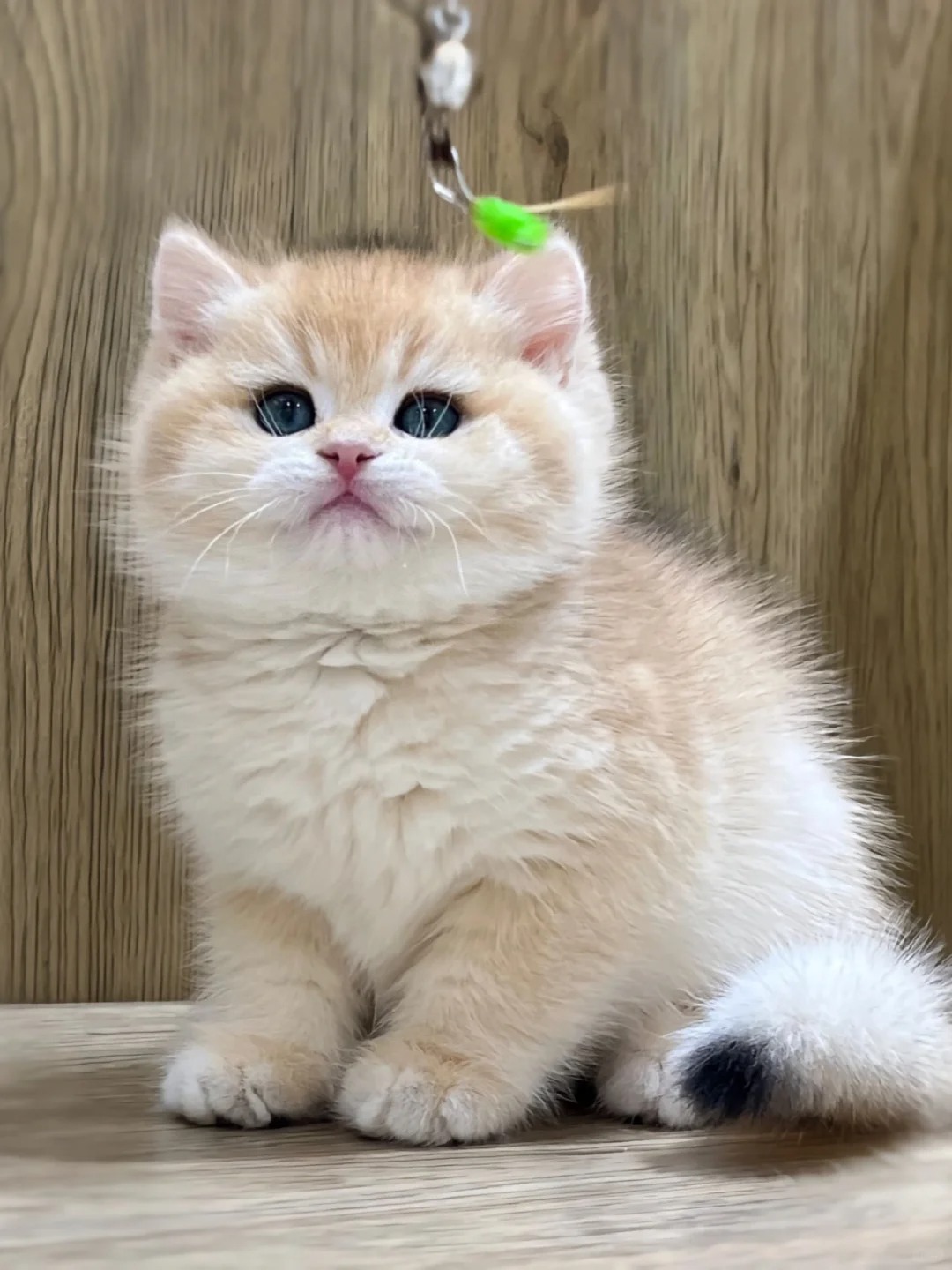 帮我把个关！！猫舍报价3.5k值嘛
周末去线下实体店看的脸好圆胖呼呼的好喜欢报价