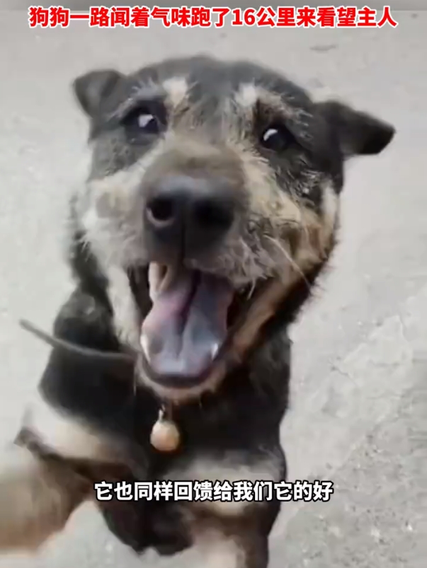 狗狗一路闻着气味跑了16公里来看望主人