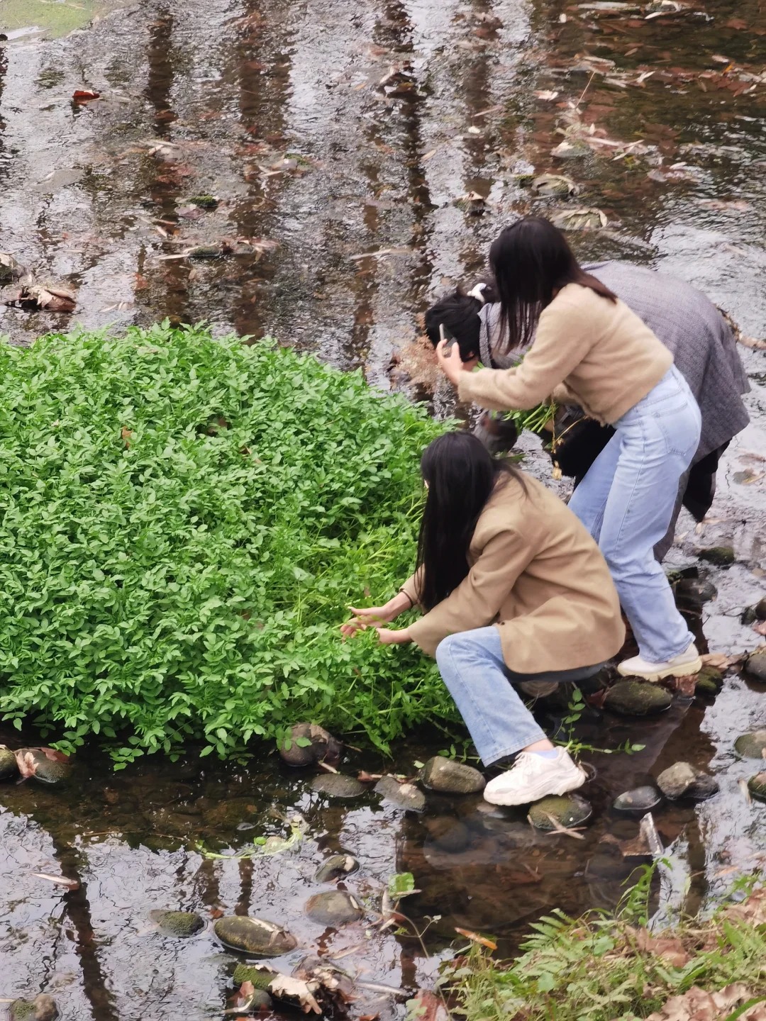 没有恋爱脑也喜欢摘野菜的小曼