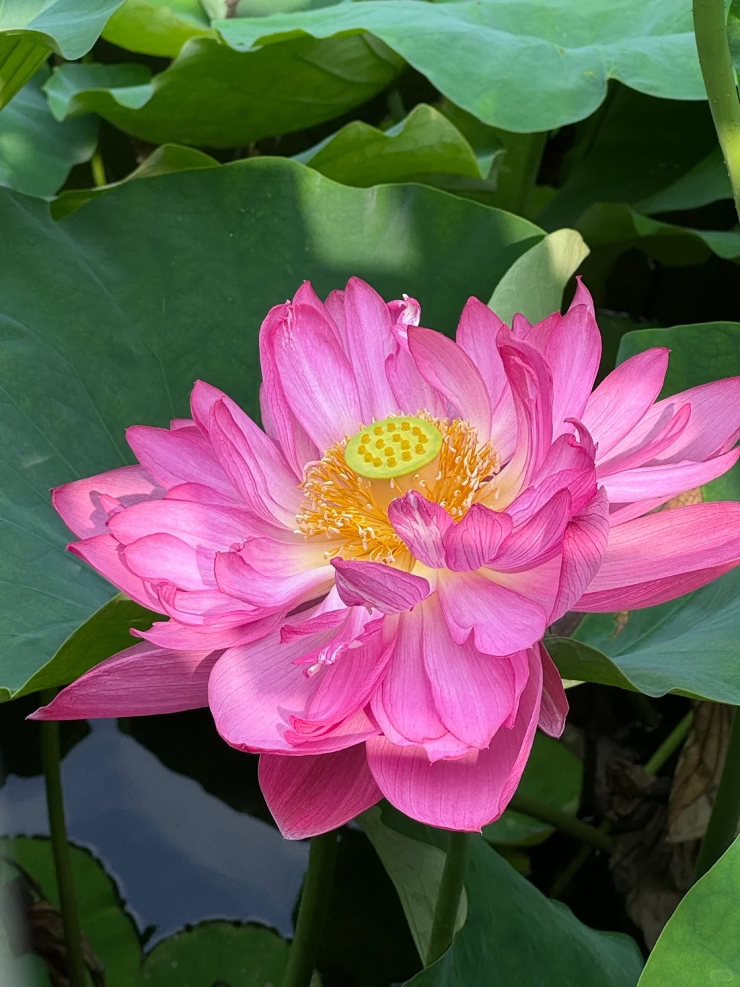 青羊宫文化公园 ｜今日荷花实况 已盛开！