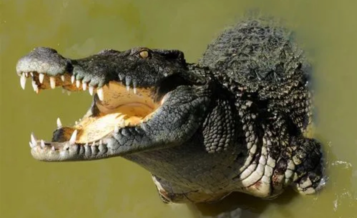 以你现在的英文水平，你会怎么翻译这个动物？

我是这样翻译的：hungry fi