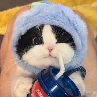 大猫在聊军事