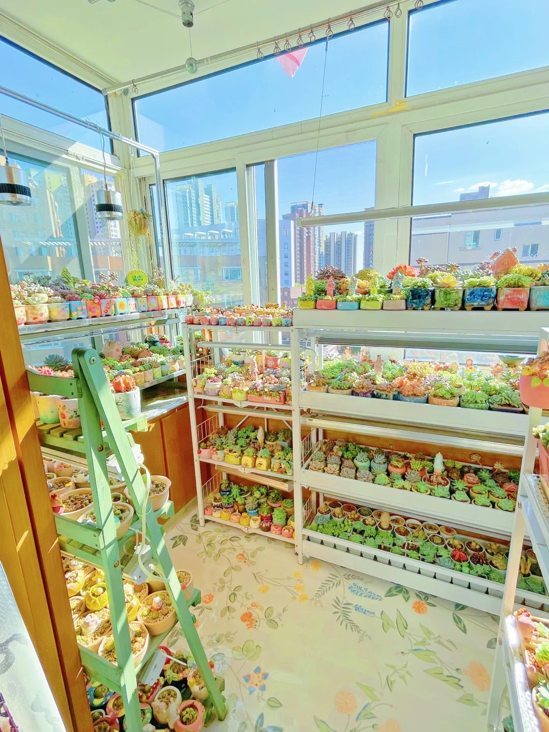 广东女主因在阳台种满了多肉而走红，网友：这场景太治愈了，羡慕！