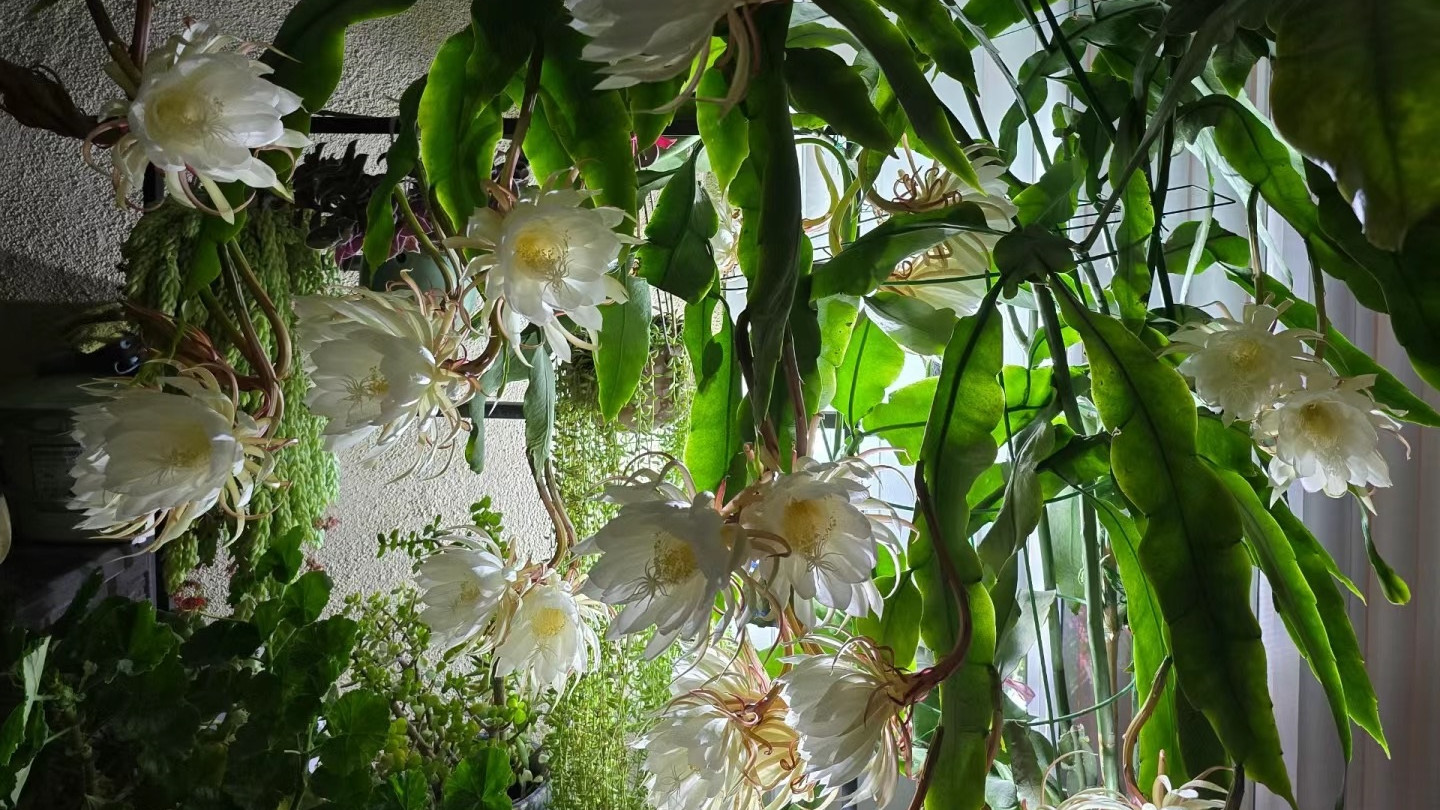 被“误解”多年的室内植物，每年开花多次，又美又香，但很少人养