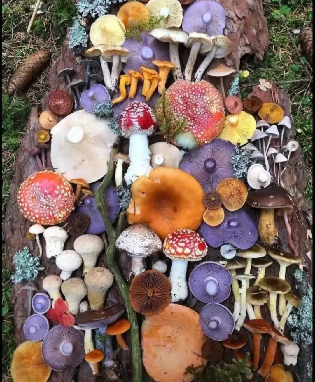 早上摘了一堆蘑菇，回去煲汤喝？