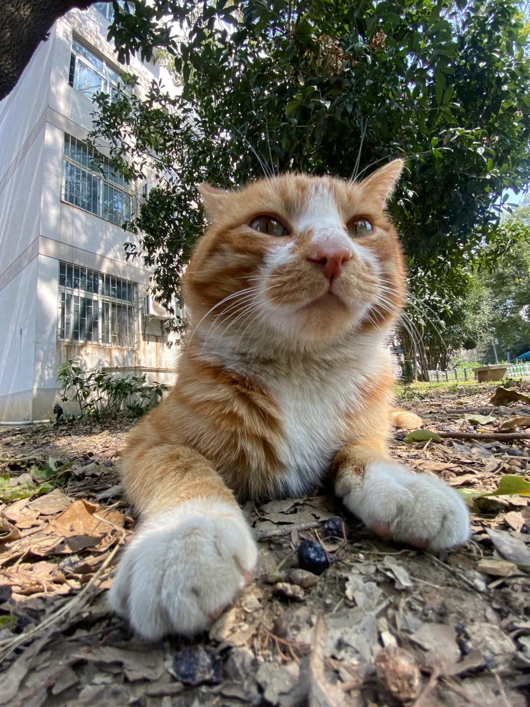 妈妈问我在学校有没有好朋友 4.0 我：