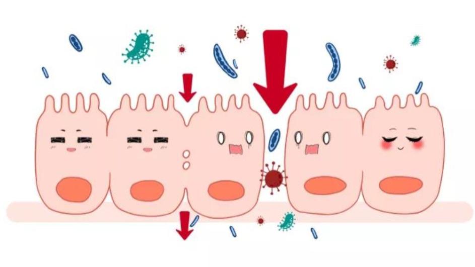 健康知识分享 | 吃再好都营养不良？有可能是肠漏综合征？