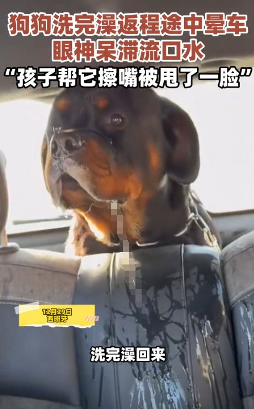 萌娃给晕车狗子擦嘴被甩一脸口水