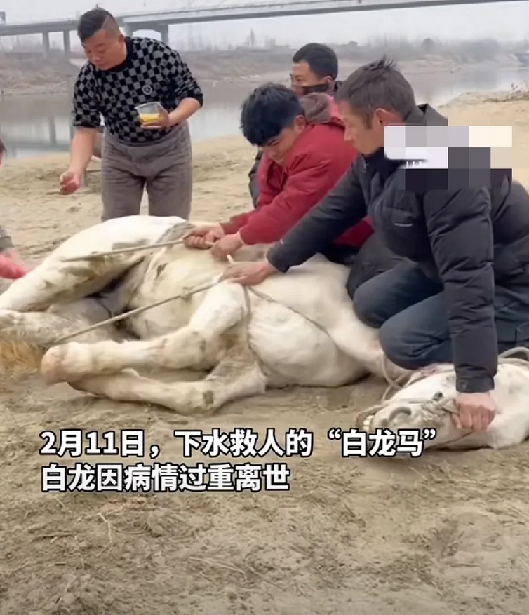 一路走好！2月11日，跳江救人的“白龙马”因突发肠绞窄离世！七日前，“白龙马”不