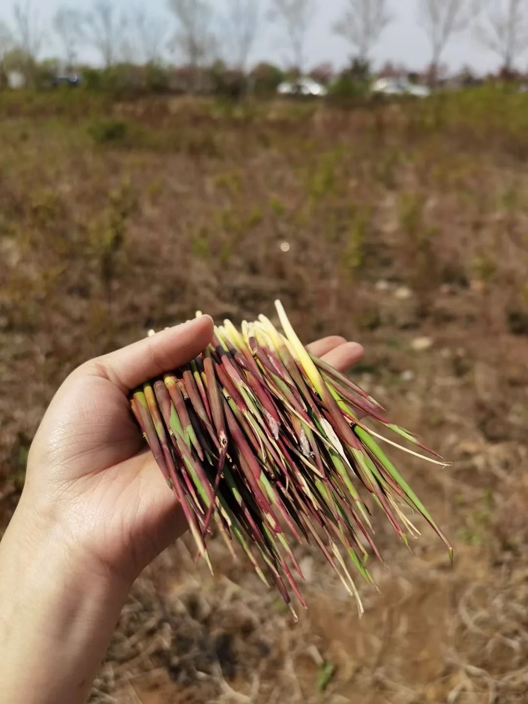 儿时回忆，请说出你们那它的名字