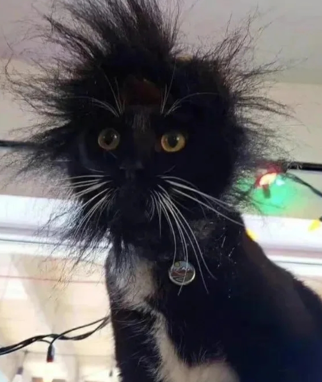 萌宠越奇怪越喜欢？这些巨有趣的猫猫头像，确定不来品鉴一番？