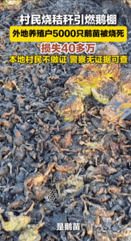 亏惨了！湖北，村民烧秸秆引燃大棚，外地养殖户的5000只鹅苗被烧死，经济损失40