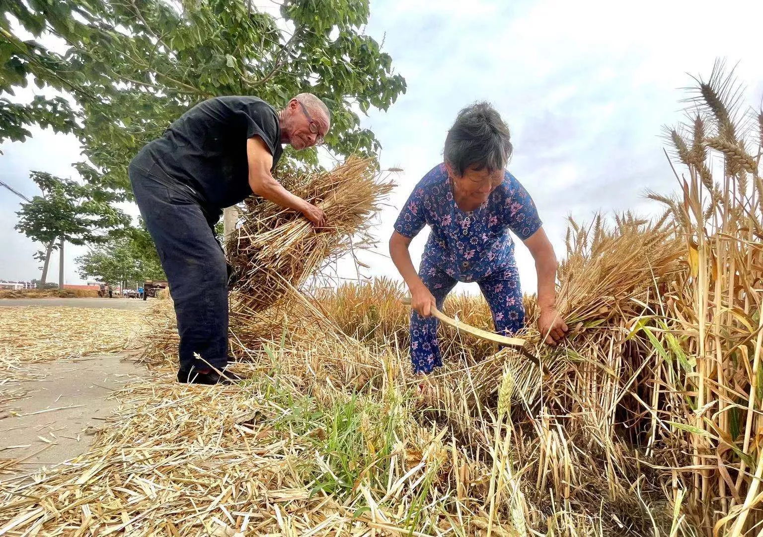 “不许使用收割机！”河南郑州，一女子家种了70亩小麦，马上到了收割的季节，当地环