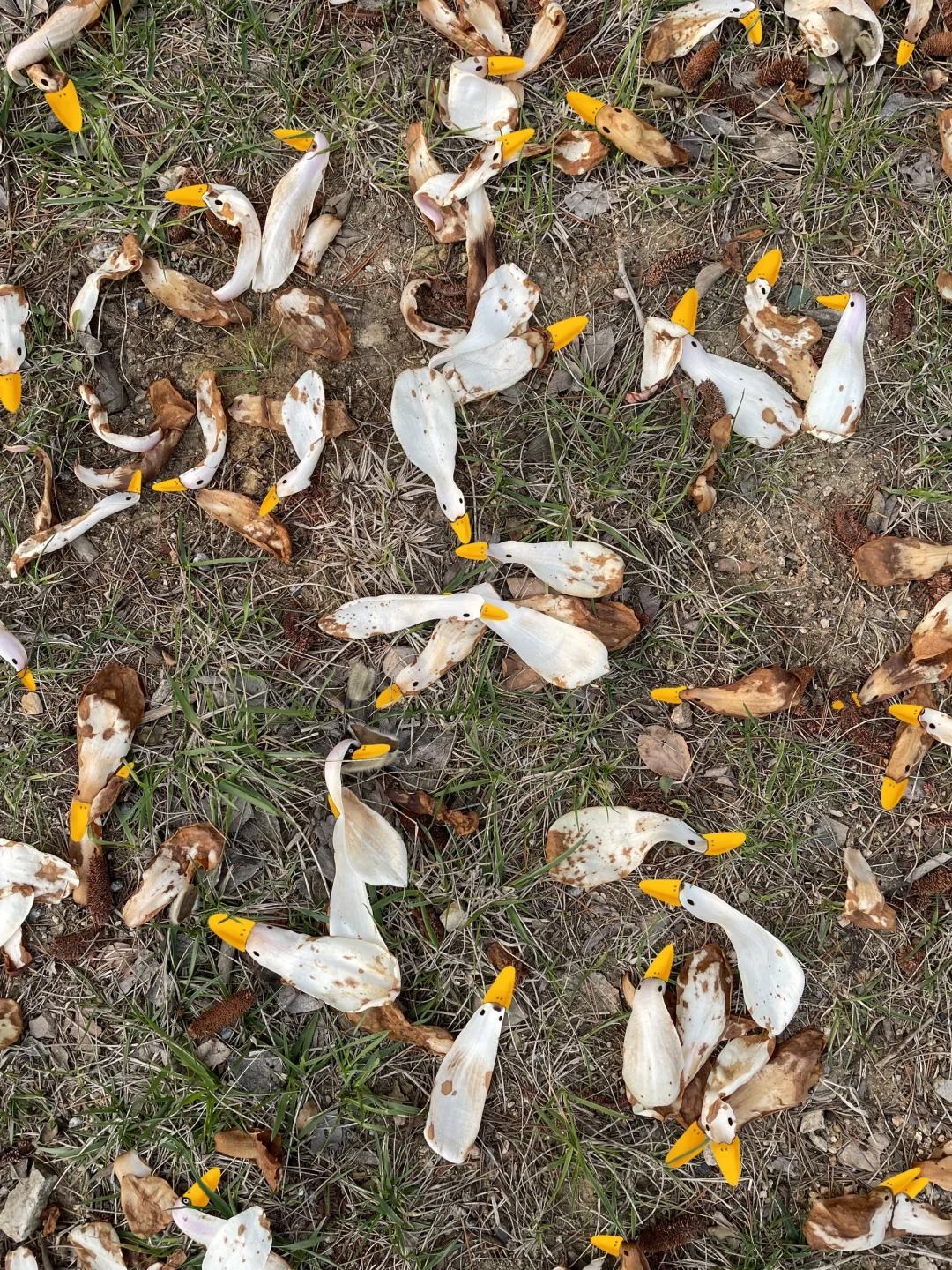 看我拍到了什么
这是今早路过草坪，
看到落了一地的玉兰花，
打眼看去，像一只只可