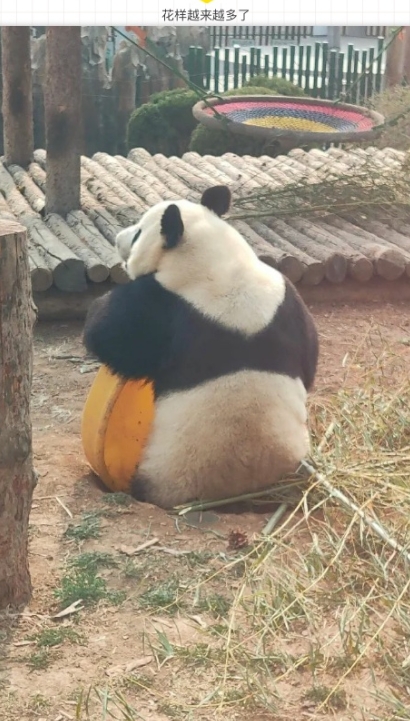 花样越来越多了