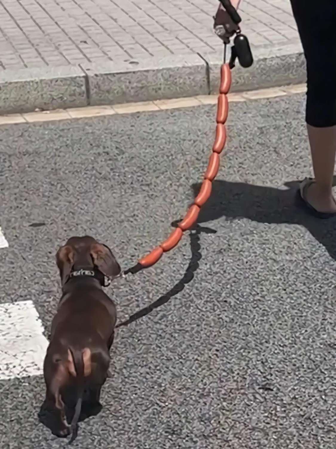 腊肠狗和腊肠狗链才是绝配！