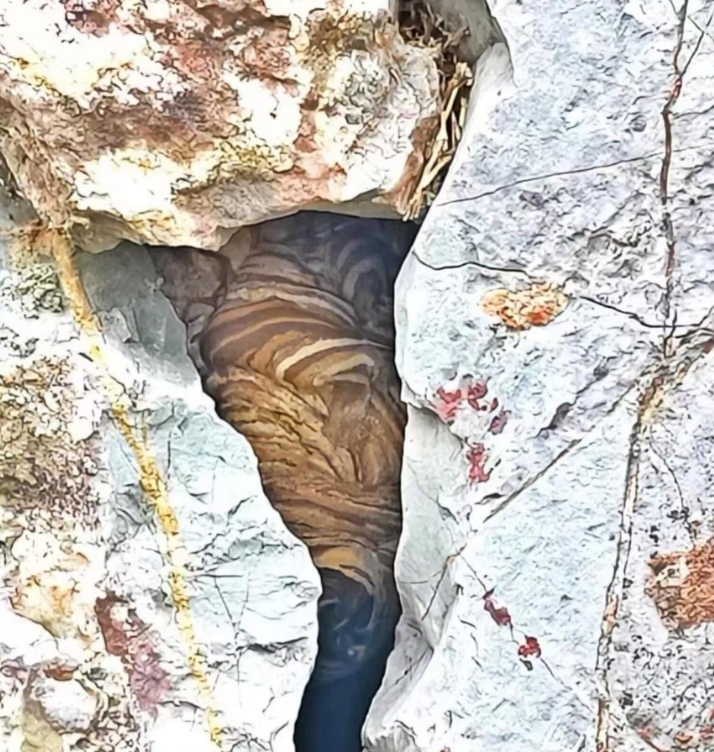 和男朋友一起去山上摘李子，走得有些累了就找了个地方靠着休息一下，结果猛一回头，吓