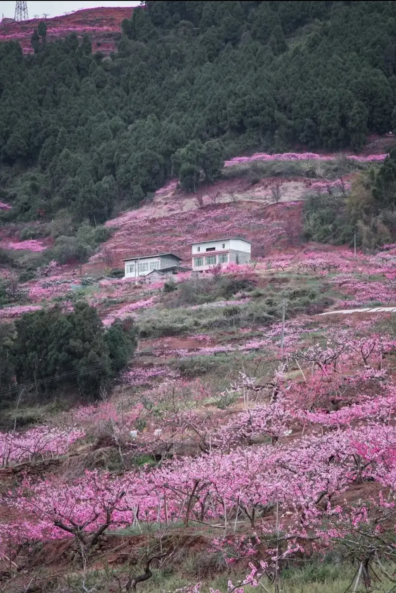你们哪里，桃花是否开了