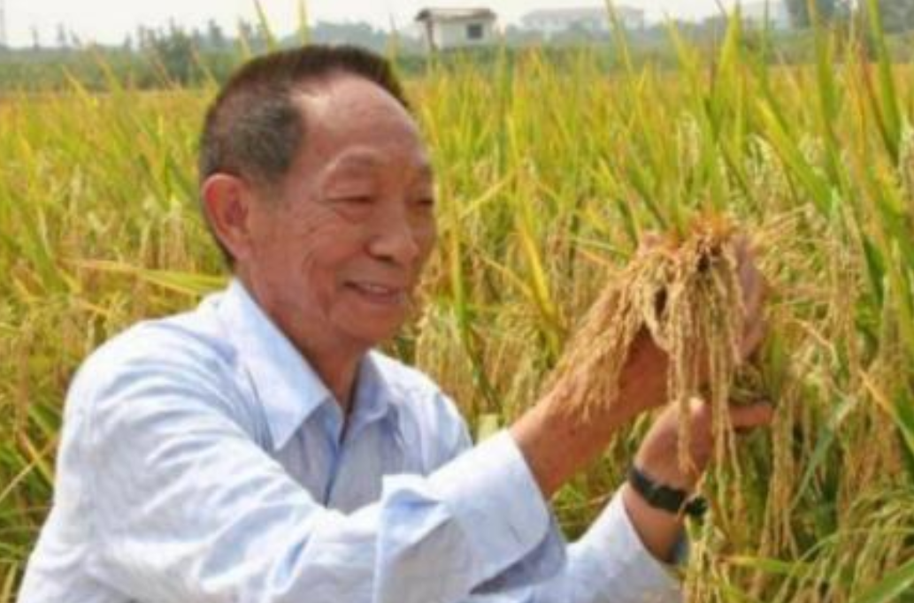 2008年，鲁豫采访袁隆平：“您知道巩俐吗？”袁老说：“不知道。”“周杰伦呢？”