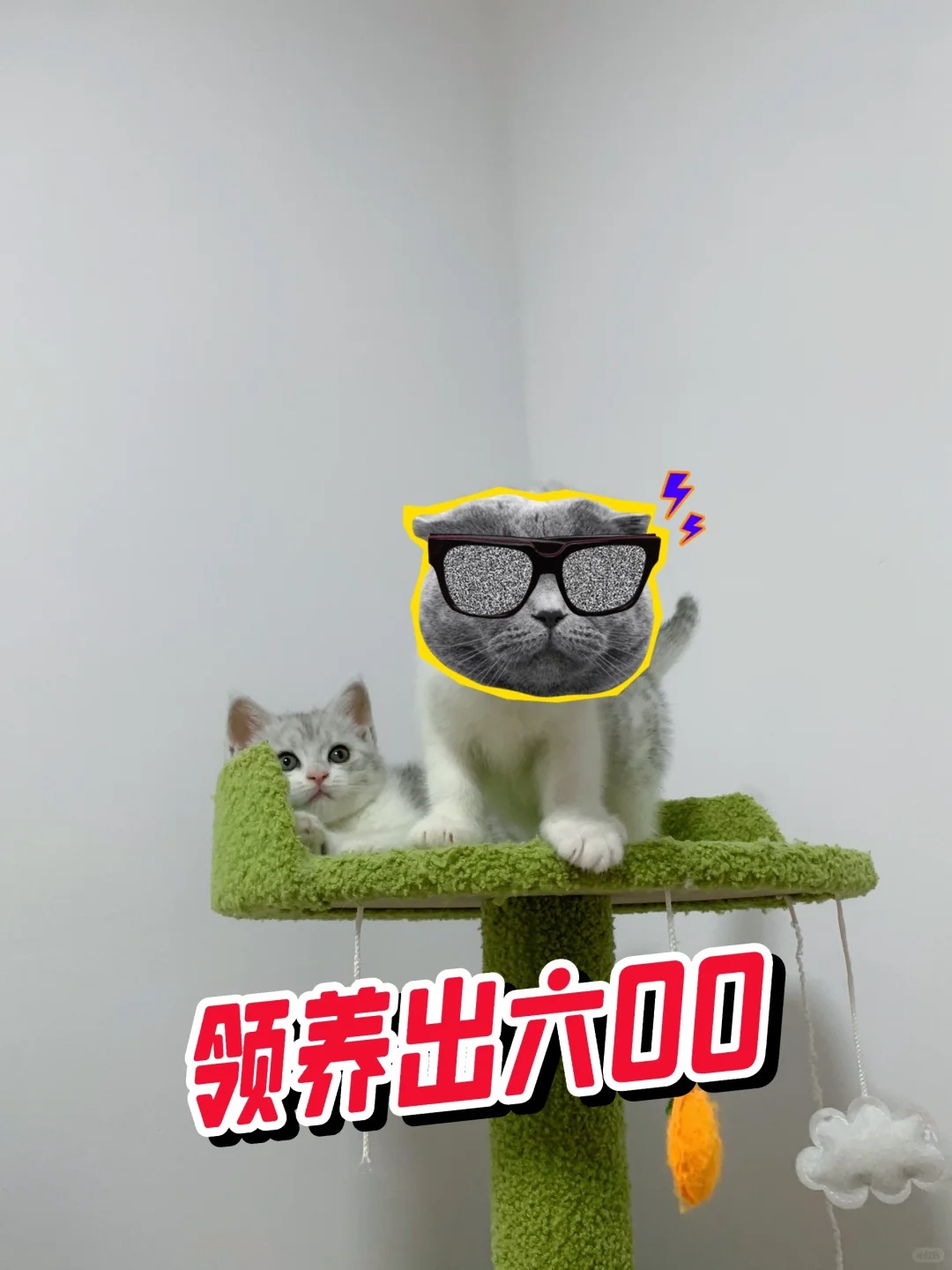 俩兄妹可甜可奶
打包五00一只，义乌可上门自提，外地可发车车