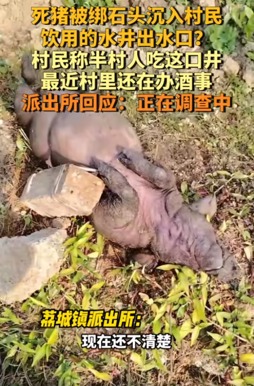 缺德带冒烟！广西桂林，村民办喜事用水时发现水井被堵住，打开一看一头死猪被人绑了石