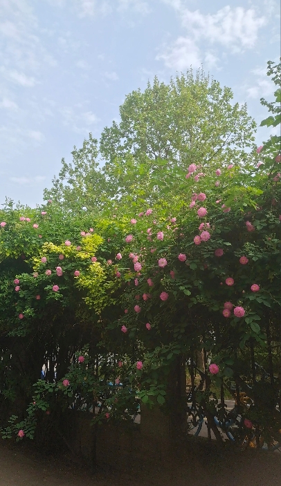 我一个同事之前怀孕，还没生她老公就建议她最好辞职在家三年，等孩子上幼儿园再出去工