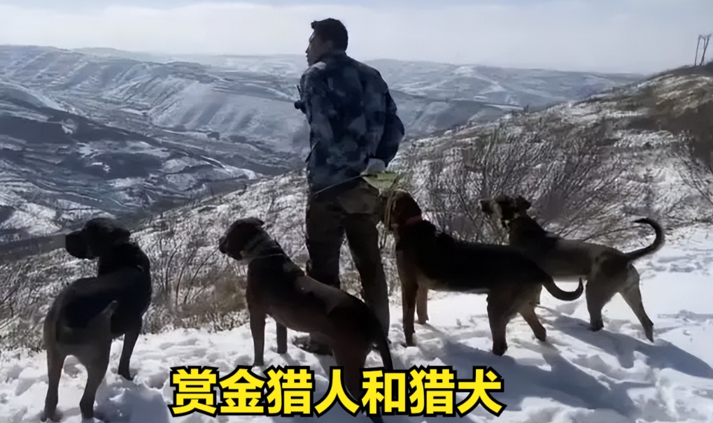 小时候只听说大山深处有野猪，但是我们家附近的山上没有，那时候也在半山腰上种花生、