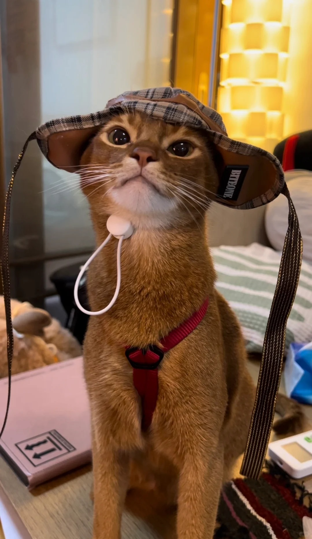 更适合小猫的猎户帽戴法
每个角度都有不同的气质