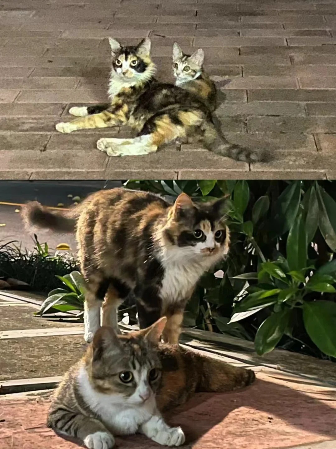 以前的母女and如今的母女🥰脱胎大换骨
