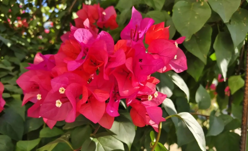 大家发现没有，
一个老师只教书一点都不辛苦，
每天备课上课，
不断地重复，
教了