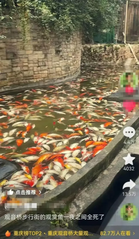 重庆江北，男子因眼红同行生意做得比自己好，往鱼池倒入家中用剩的蔬菜杀虫剂，导致大