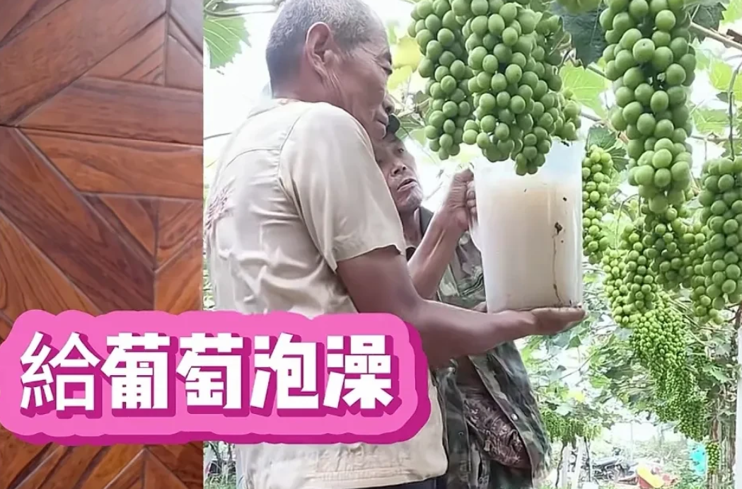 看着种植户给阳光玫瑰反复多次泡这种白色的药水后我就再也不敢买来吃了，即便它现在很