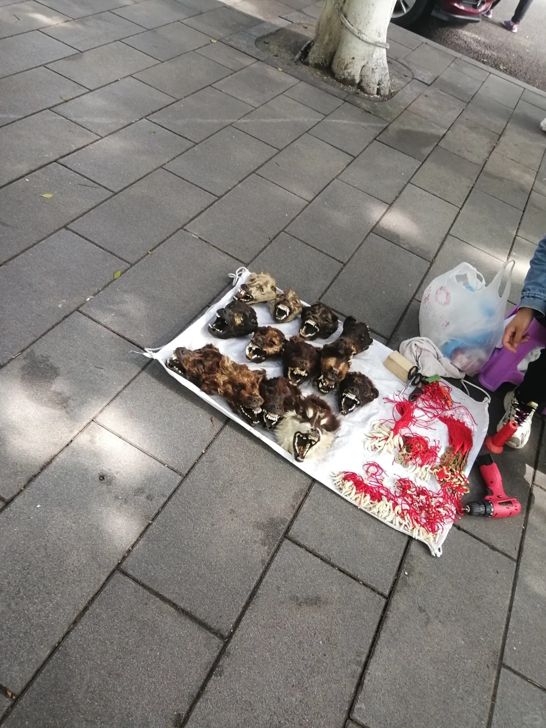 医院门口看到的，这是狗狗吗
不知道是狼还是狗，有一个看着很像阿拉斯加