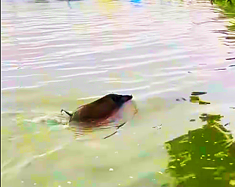南京玄武湖惊现野猪秀泳技